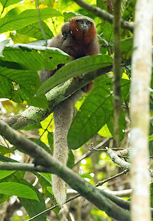 White-tailed Titi (Plecturocebus discolor) Allpahuayo Research Center, Loreto, Peru. Nov 17, 2022 Geotagged,Peru,Plecturocebus discolor,Spring,White-tailed titi