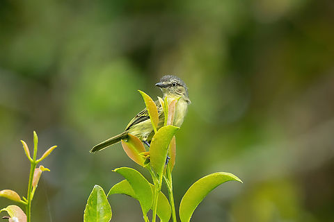 Slender-footed Tyrannulet (Zimmerius gracilipes) Allpahuayo Research Center, Loreto, Peru. Nov 18, 2022 Geotagged,Peru,Slender-footed tyrannulet,Spring,Zimmerius gracilipes