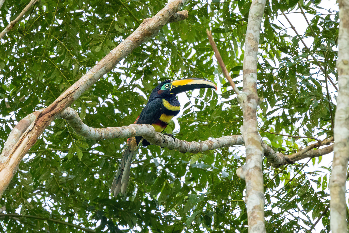 Many-banded Aracari (Pteroglossus pluricinctus) Allpahuayo Research Center, Loreto, Peru. Nov 18, 2022 Geotagged,Many-banded aracari,Peru,Pteroglossus pluricinctus,Spring