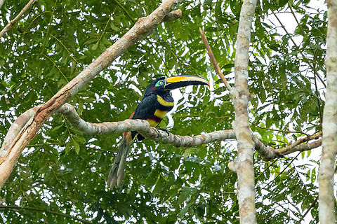 Many-banded Aracari (Pteroglossus pluricinctus) Allpahuayo Research Center, Loreto, Peru. Nov 18, 2022 Geotagged,Many-banded aracari,Peru,Pteroglossus pluricinctus,Spring