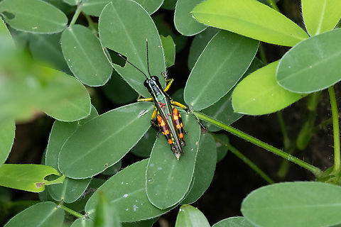 Suriname Grasshopper