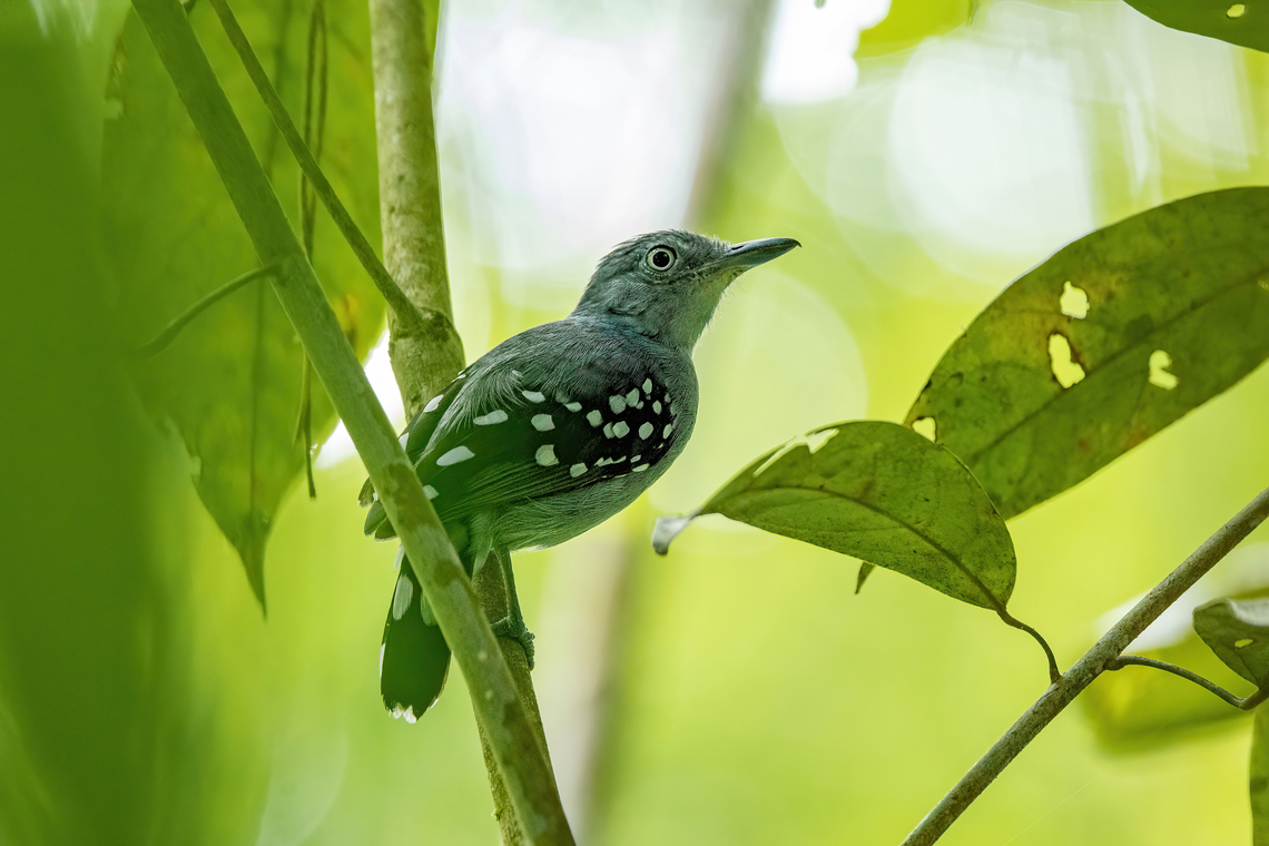 Pearly Antshrike (Megastictus margaritatus) Allpahuayo Research Center, Loreto, Peru. Nov 18, 2022 Geotagged,Megastictus margaritatus,Pearly antshrike,Peru,Spring