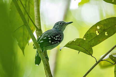 Pearly Antshrike (Megastictus margaritatus) Allpahuayo Research Center, Loreto, Peru. Nov 18, 2022 Geotagged,Megastictus margaritatus,Pearly antshrike,Peru,Spring