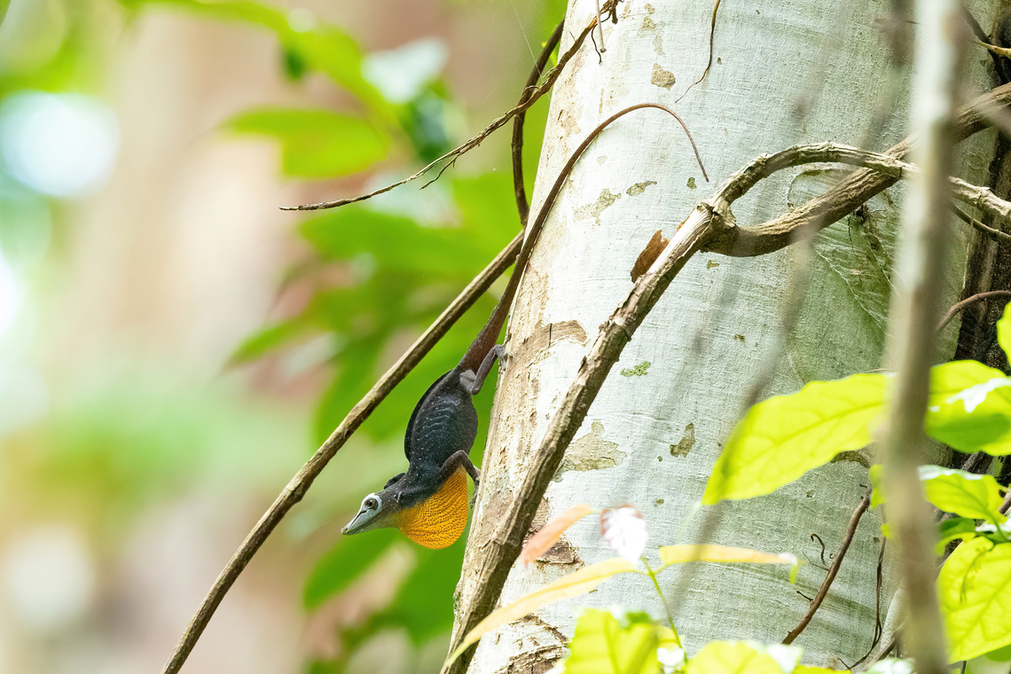 Amazon Green Anole (Anolis punctatus) Allpahuayo Research Center, Loreto, Peru. Nov 18, 2022 Anolis punctatus,Geotagged,Peru,Spotted Anole,Spring