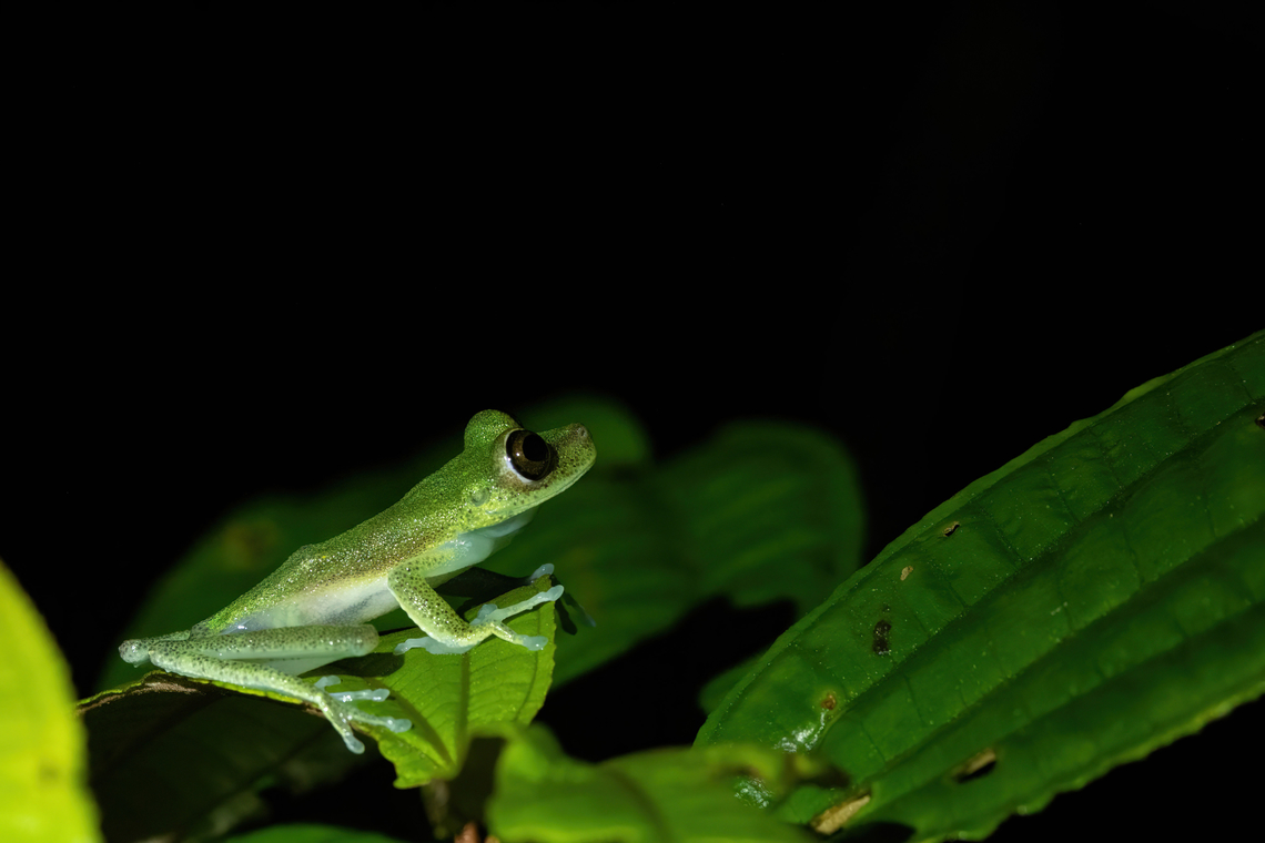 Nymph Tree Frog (Boana nympha) Allpahuayo Research Center, Loreto, Peru. Nov 18, 2022 Boana nympha,Geotagged,Nymph Tree Frog,Peru,Spring