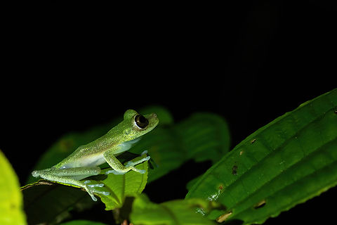 Nymph Tree Frog (Boana nympha) Allpahuayo Research Center, Loreto, Peru. Nov 18, 2022 Boana nympha,Geotagged,Nymph Tree Frog,Peru,Spring