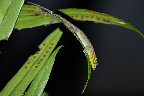Bridled Forest Gecko