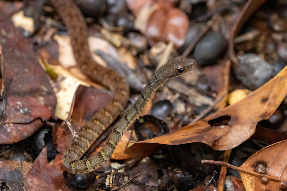 Olive Forest Racer (Dendrophidion dendrophis) Allpahuayo Research Center, Loreto, Peru. Nov 19, 2022 Dendrophidion dendrophis,Geotagged,Olive Forest Racer,Peru,Spring