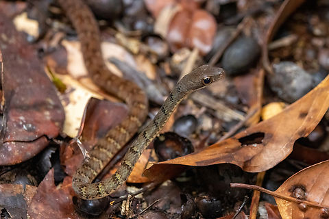 Olive Forest Racer (Dendrophidion dendrophis) Allpahuayo Research Center, Loreto, Peru. Nov 19, 2022 Dendrophidion dendrophis,Geotagged,Olive Forest Racer,Peru,Spring