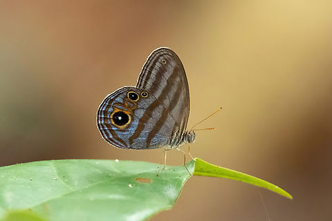 Chloreuptychia agatha (Nymphalidae) Allpahuayo Research Center, Loreto, Peru. Nov 19, 2022 Chloreuptychia agatha,Geotagged,Peru,Spring