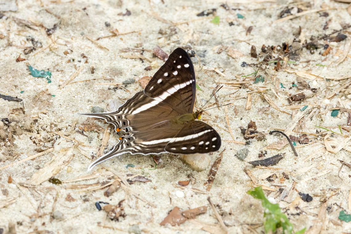 Crethon daggerwing (Marpesia crethon) Allpahuayo Mishana Reserve, Loreto, Peru. Nov 19, 2022 Crethon daggerwing,Geotagged,Marpesia crethon,Peru,Spring