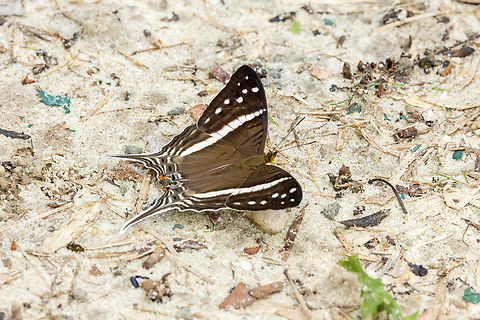 Crethon daggerwing (Marpesia crethon) Allpahuayo Mishana Reserve, Loreto, Peru. Nov 19, 2022 Crethon daggerwing,Geotagged,Marpesia crethon,Peru,Spring