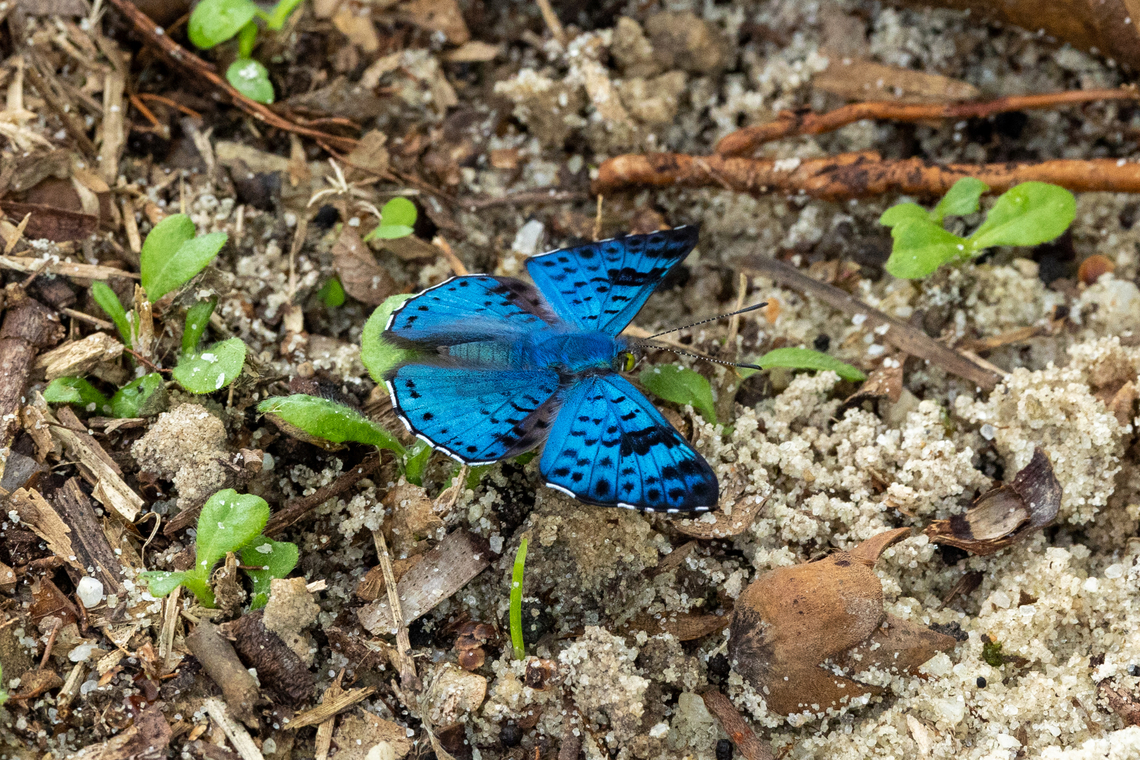 Black-patch Bluemark (Lasaia agesilas) Allpahuayo Mishana Reserve, Loreto, Peru. Nov 19, 2022 Geotagged,Glittering sapphire,Lasaia agesilas,Peru,Spring