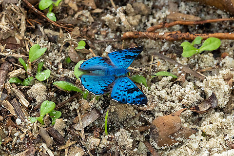 Black-patch Bluemark (Lasaia agesilas) Allpahuayo Mishana Reserve, Loreto, Peru. Nov 19, 2022 Geotagged,Glittering sapphire,Lasaia agesilas,Peru,Spring
