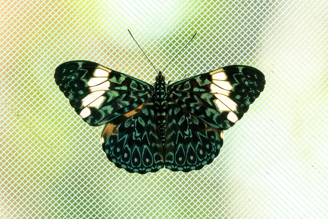 Turquoise cracker (Hamadryas arinome) Allpahuayo Research Center, Loreto, Peru. Nov 19, 2022<br />
<br />
It had gotten stuck in the kitchen of the research station (as did about 20 butterflies a day). Photo taken prior to releasing it Geotagged,Hamadryas arinome,Peru,Spring,Turquoise cracker