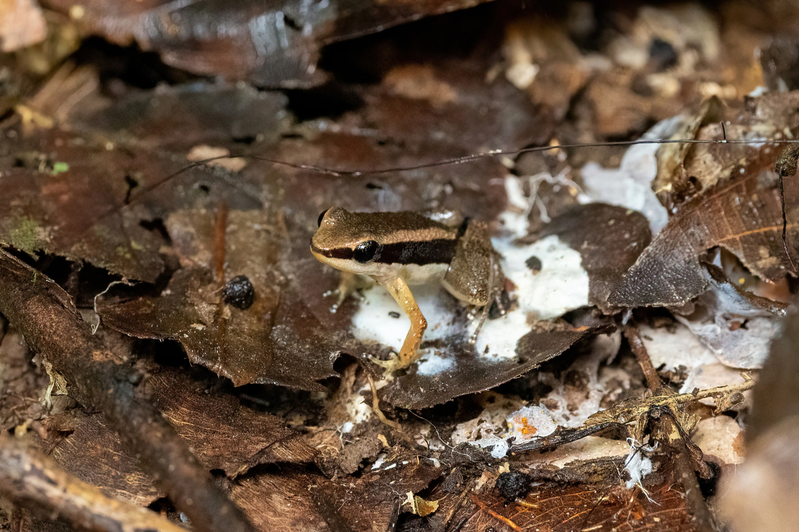 Three-striped Rocket Frog (Allobates trilineatus) Allpahuayo Research Center, Loreto, Peru. Nov 17, 2022 Allobates trilineatus,Geotagged,Peru,Spring