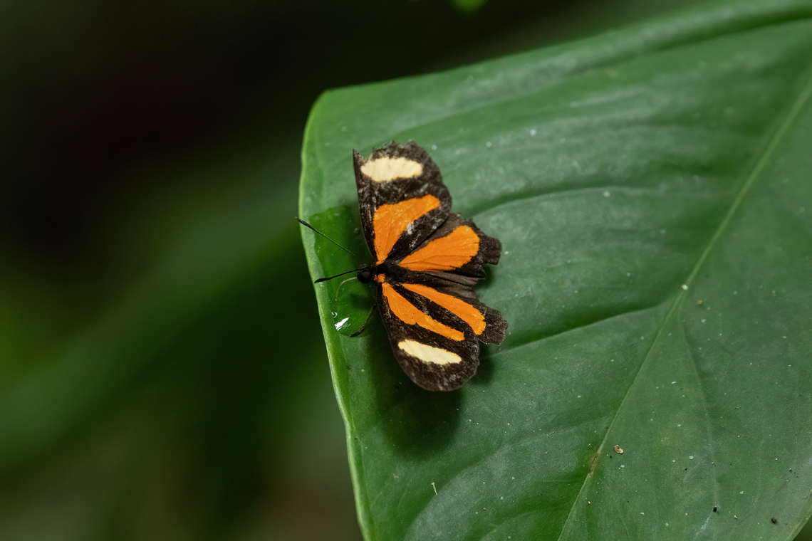 Cartea vitula (Riodinidae) Allpahuayo Research Center, Loreto, Peru. Nov 18, 2022 Cartea vitula,Geotagged,Peru,Spring