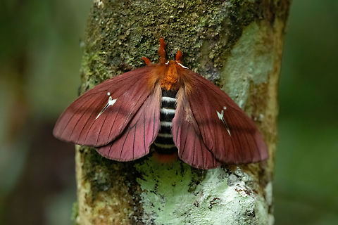 Cerodirphia roseamazonica (Saturniidae) Allpahuayo Research Center, Loreto, Peru. Nov 18, 2022 Cerodirphia roseamazonica,Geotagged,Peru,Spring