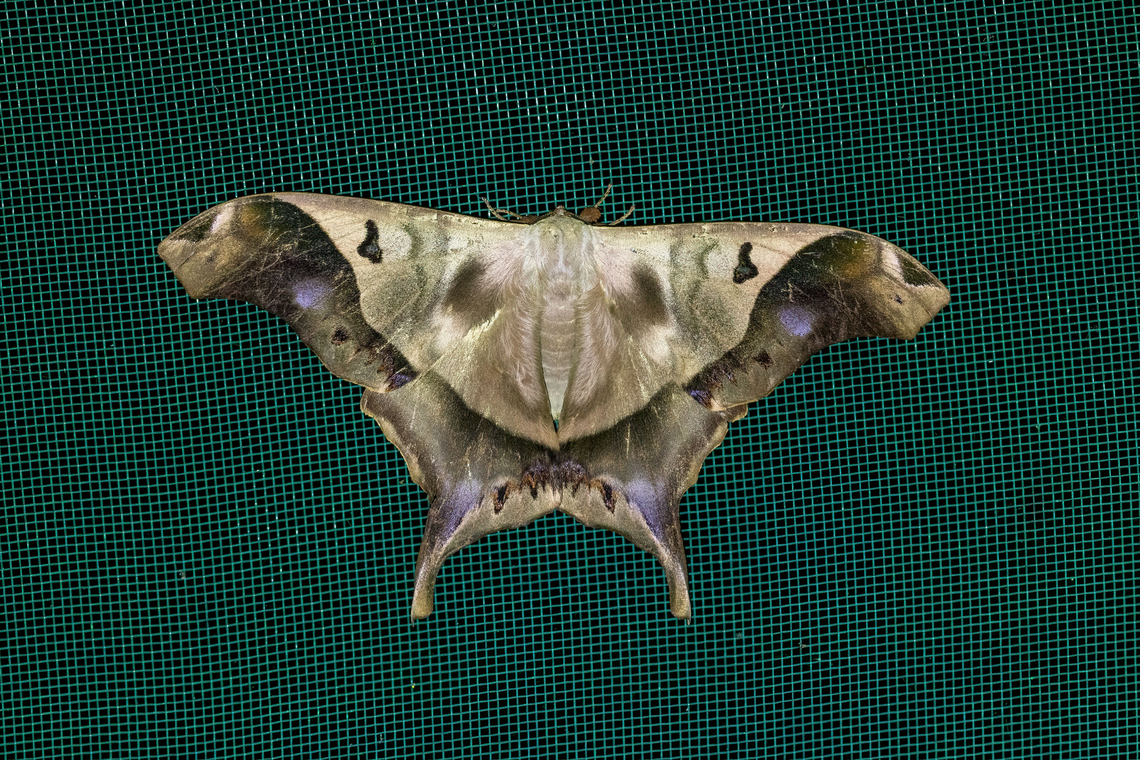 Titaea timur (Saturniidae) Allpahuayo Research Center, Loreto, Peru. Nov 18, 2022 Geotagged,Peru,Spring,Titaea timur