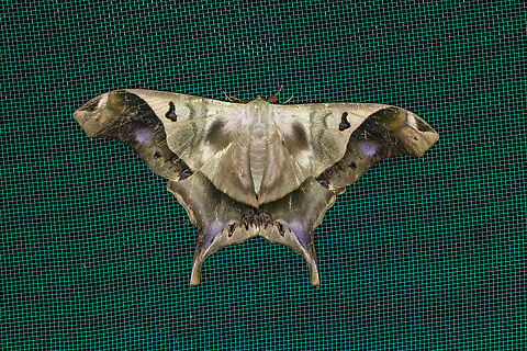 Titaea timur (Saturniidae) Allpahuayo Research Center, Loreto, Peru. Nov 18, 2022 Geotagged,Peru,Spring,Titaea timur