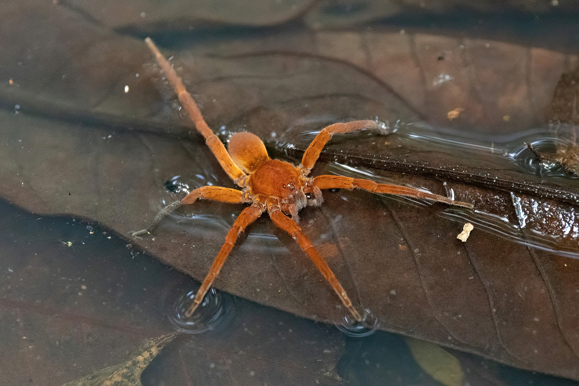 Ancylometes rufus (Ctenidae) Allpahuayo Research Center, Loreto, Peru. Nov 19, 2022 Ancylometes rufus,Geotagged,Peru,Spring