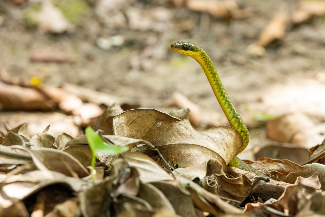 Brown Sipo (Chironius fuscus) Avatar Amazon Lodge, Loreto, Peru. Nov 20, 2022 Brown sipo,Chironius fuscus,Geotagged,Peru,Spring