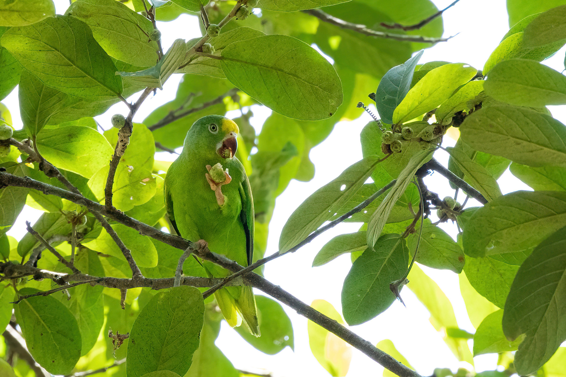 Tui parakeet (Brotogeris sanctithomae) Avatar Amazon Lodge, Loreto, Peru. Nov 20, 2022 Brotogeris sanctithomae,Geotagged,Peru,Spring,Tui parakeet