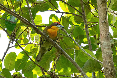 Scarlet-crowned Barbet (Capito aurovirens) Avatar Amazon Lodge, Loreto, Peru. Nov 20, 2022 Capito aurovirens,Geotagged,Peru,Scarlet-crowned Barbet,Spring