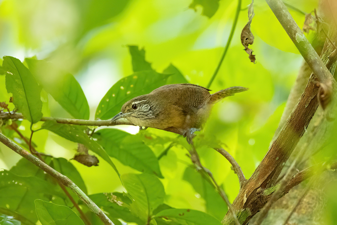 Buff-breasted wren (Cantorchilus leucotis) Avatar Amazon Lodge, Loreto, Peru. Nov 20, 2022 Buff-breasted wren,Cantorchilus leucotis,Geotagged,Peru,Spring