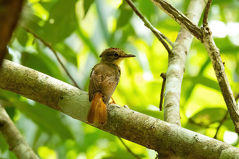 Royal flycatcher (Onychorhynchus coronatus) Avatar Amazon Lodge, Loreto, Peru. Nov 20, 2022 Geotagged,Onychorhynchus coronatus,Peru,Royal flycatcher,Spring