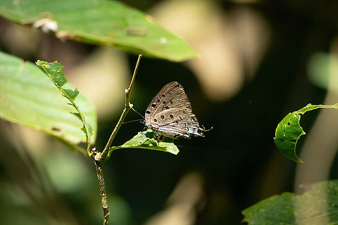 Marsyas Hairstreak (Pseudolycaena marsyas) Avatar Amazon Lodge, Loreto, Peru. Nov 20, 2022 Geotagged,Giant Hairstreak,Peru,Pseudolycaena marsyas,Spring