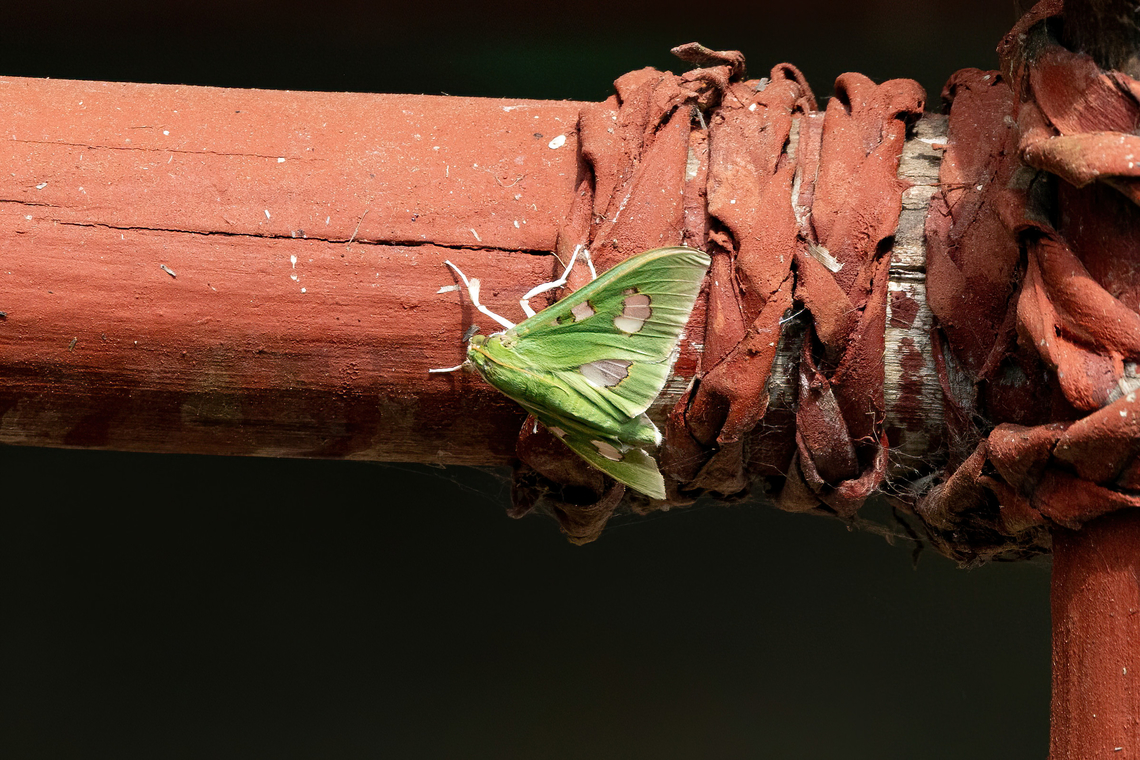 Siga liris (Crambidae) Avatar Amazon Lodge, Loreto, Peru. Nov 20, 2022 Geotagged,Peru,Siga liris,Spring