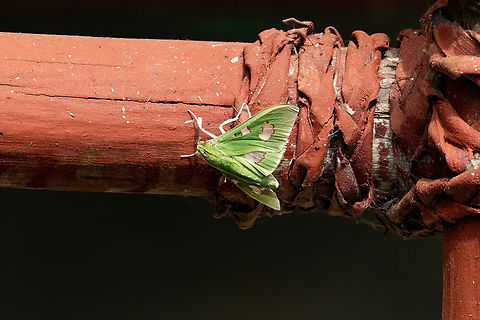 Siga liris (Crambidae) Avatar Amazon Lodge, Loreto, Peru. Nov 20, 2022 Geotagged,Peru,Siga liris,Spring