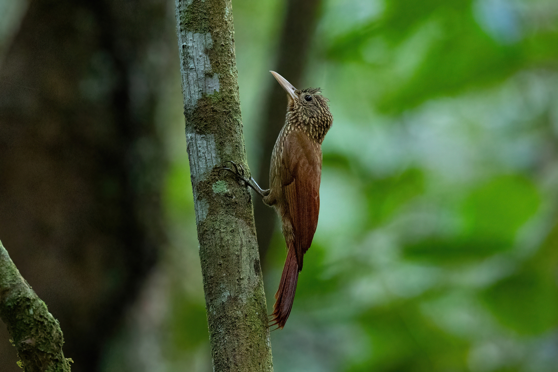 Striped Woodcreeper (Xiphorhynchus obsoletus) Avatar Amazon Lodge, Loreto, Peru. Nov 20, 2022 Geotagged,Peru,Spring,Striped woodcreeper,Xiphorhynchus obsoletus