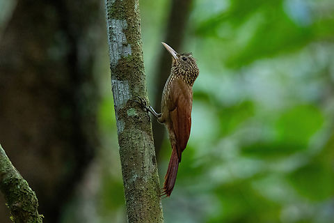 Striped Woodcreeper (Xiphorhynchus obsoletus) Avatar Amazon Lodge, Loreto, Peru. Nov 20, 2022 Geotagged,Peru,Spring,Striped woodcreeper,Xiphorhynchus obsoletus