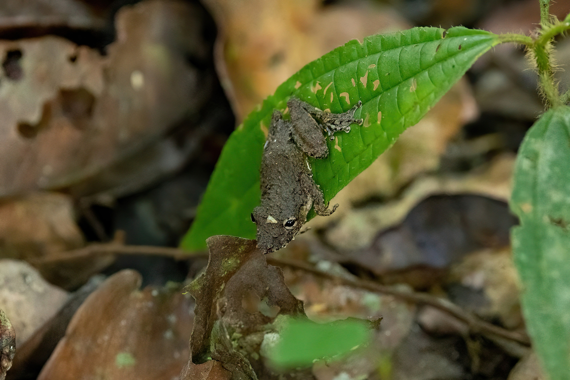 Eirunepe Snouted Tree Frog (Scinax garbei) Avatar Amazon Lodge, Loreto, Peru. Nov 20, 2022 Geotagged,Peru,Scinax garbei,Spring