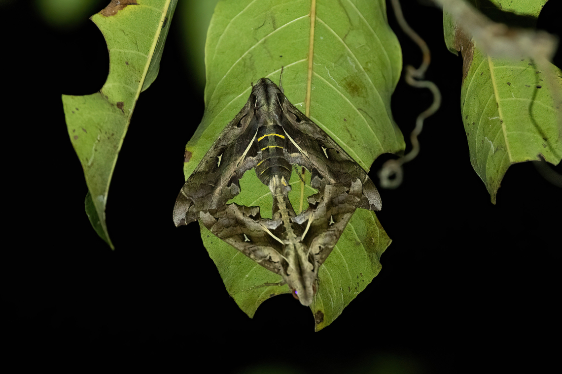 Hemeroplanes triptolemus (Sphingidae) Avatar Amazon Lodge, Loreto, Peru. Nov 20, 2022 Geotagged,Hemeroplanes triptolemus,Peru,Spring