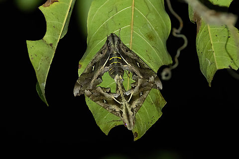 Hemeroplanes triptolemus (Sphingidae) Avatar Amazon Lodge, Loreto, Peru. Nov 20, 2022 Geotagged,Hemeroplanes triptolemus,Peru,Spring
