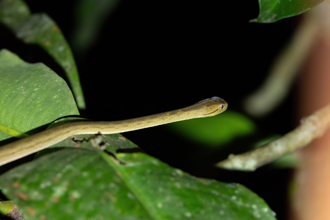 Amazon Coastal House Snake (Thamnodynastes pallidus) Avatar Amazon Lodge, Loreto, Peru. Nov 20, 2022 Geotagged,Peru,Spring,Thamnodynastes pallidus