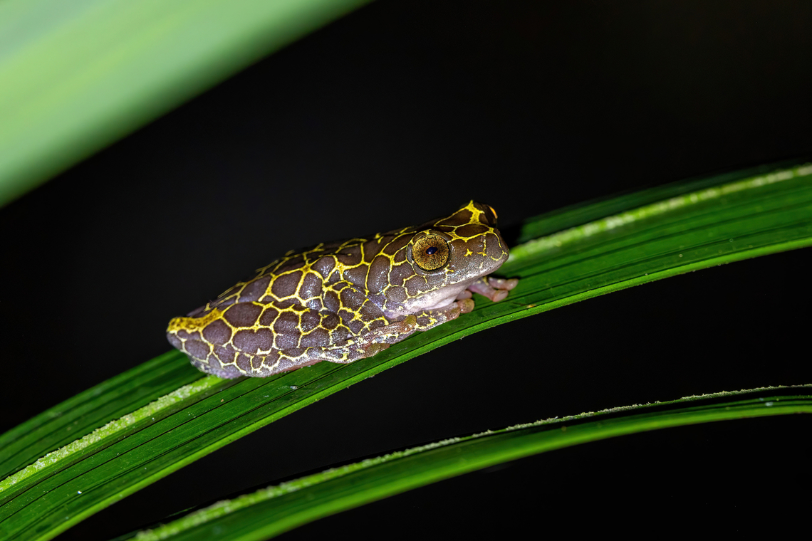 Reticulated Tree Frog (Dendropsophus reticulatus) Avatar Amazon Lodge, Loreto, Peru. Nov 20, 2022 Dendropsophus reticulatus,Geotagged,Peru,Reticulated tree frog,Spring