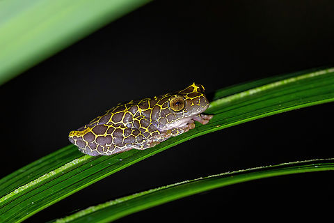 Reticulated Tree Frog (Dendropsophus reticulatus) Avatar Amazon Lodge, Loreto, Peru. Nov 20, 2022 Dendropsophus reticulatus,Geotagged,Peru,Reticulated tree frog,Spring