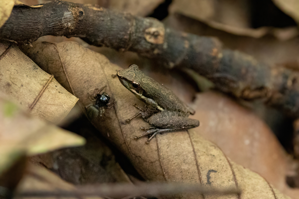 Slender Tree Frog (Scarthyla goinorum) Avatar Amazon Lodge, Loreto, Peru. Nov 20, 2022 Geotagged,Peru,Scarthyla goinorum,Spring