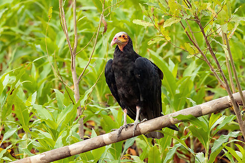 Lesser Yellow-headed Vulture (Cathartes burrovianus) Santa Mar&iacute;a de F&aacute;tima, Loreto, Peru. Nov 21, 2022 Cathartes burrovianus,Geotagged,Lesser Yellow-headed Vulture,Peru,Spring