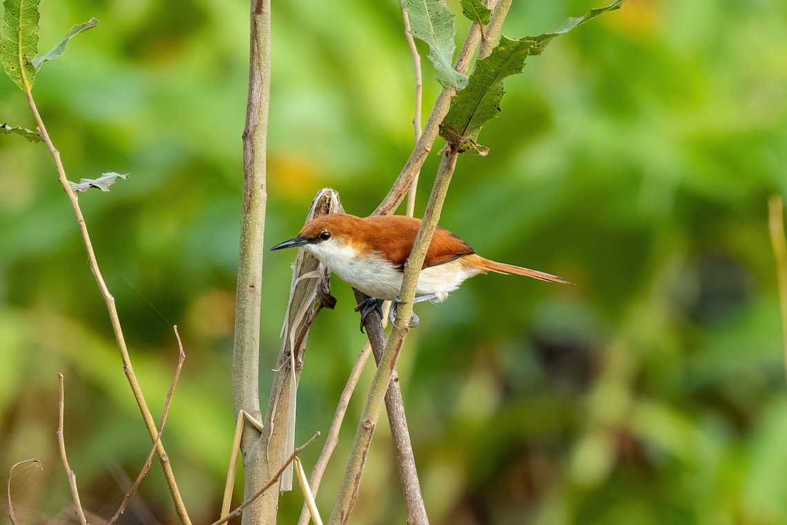 Red-and-white Spinetail (Certhiaxis mustelinus) Santa Mar&iacute;a de F&aacute;tima, Loreto, Peru. Nov 21, 2022 Certhiaxis mustelinus,Geotagged,Peru,Red-and-white spinetail,Spring