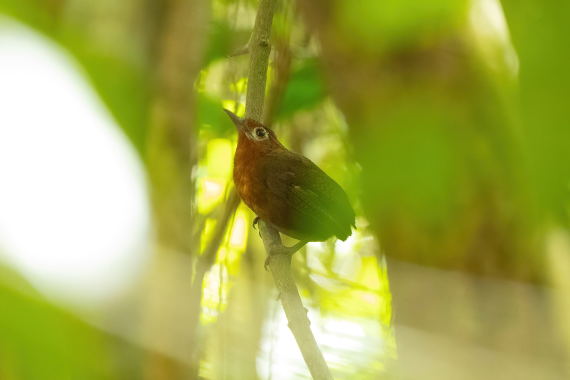 Musician wren (Cyphorhinus arada) Avatar Amazon Lodge, Loreto, Peru. Nov 21, 2022 Cyphorhinus arada,Geotagged,Musician wren,Peru,Spring