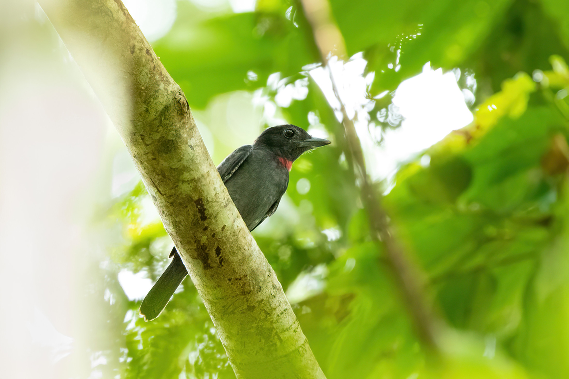 Pink-throated Becard (Pachyramphus minor) Avatar Amazon Lodge, Loreto, Peru. Nov 21, 2022 Geotagged,Pachyramphus minor,Peru,Pink-throated becard,Spring