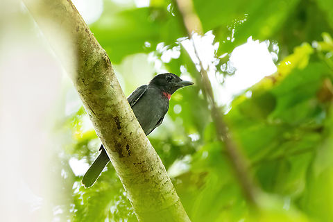 Pink-throated Becard (Pachyramphus minor) Avatar Amazon Lodge, Loreto, Peru. Nov 21, 2022 Geotagged,Pachyramphus minor,Peru,Pink-throated becard,Spring