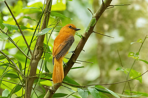 Cinnamon attila (Attila cinnamomeus) Avatar Amazon Lodge, Loreto, Peru. Nov 21, 2022 Attila cinnamomeus,Cinnamon attila,Geotagged,Peru,Spring