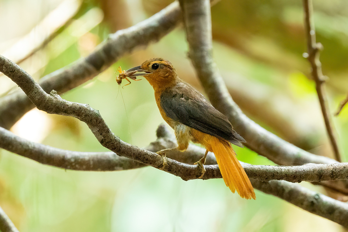 Cinnamon-rumped Foliage-gleaner (Philydor pyrrhodes) Avatar Amazon Lodge, Loreto, Peru. Nov 21, 2022 Cinnamon-rumped foliage-gleaner,Geotagged,Peru,Philydor pyrrhodes,Spring