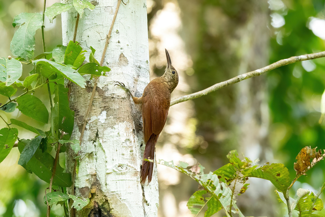 Amazonian Barred-Woodcreeper (Dendrocolaptes certhia) Avatar Amazon Lodge, Loreto, Peru. Nov 21, 2022 Amazonian barred woodcreeper,Dendrocolaptes certhia,Geotagged,Peru,Spring